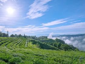 米仓山采茶记